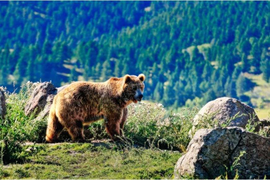 Second Grizzly Attack in Montana Closes Part of Custer Gallatin National Forest