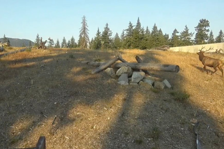 Watch: Washington State Wildlife Crossing Helps Elk, Bobcats, Otters and More Cross Busy Interstate