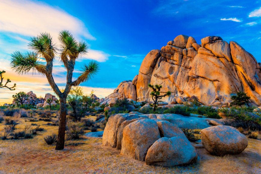 5 Things You Didn’t Know About Joshua Tree National Park