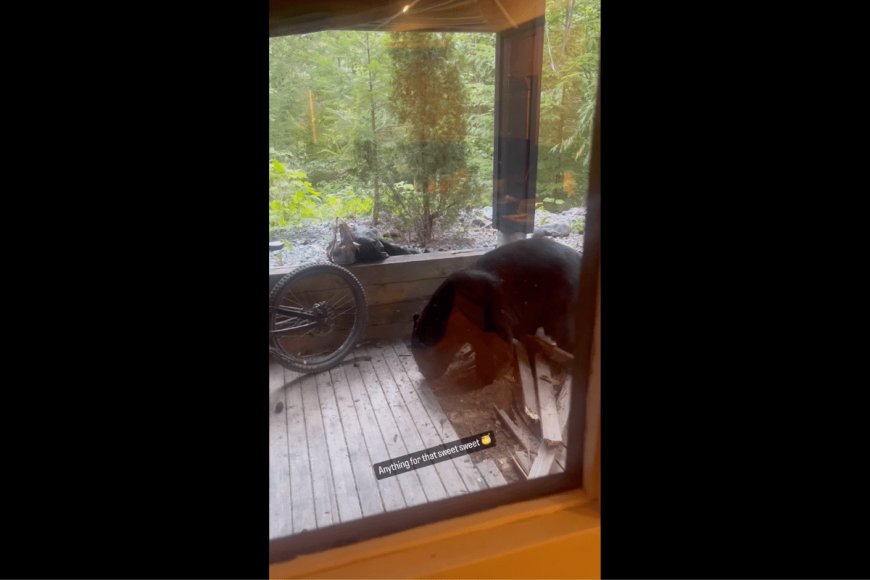 Watch: Bear Demolishes a Front Porch to Score That ‘Sweet, Sweet  Honey’