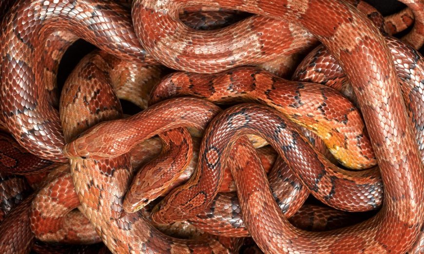 S-s-sensational Tales: 5 Snake Myths Busted by an Expert