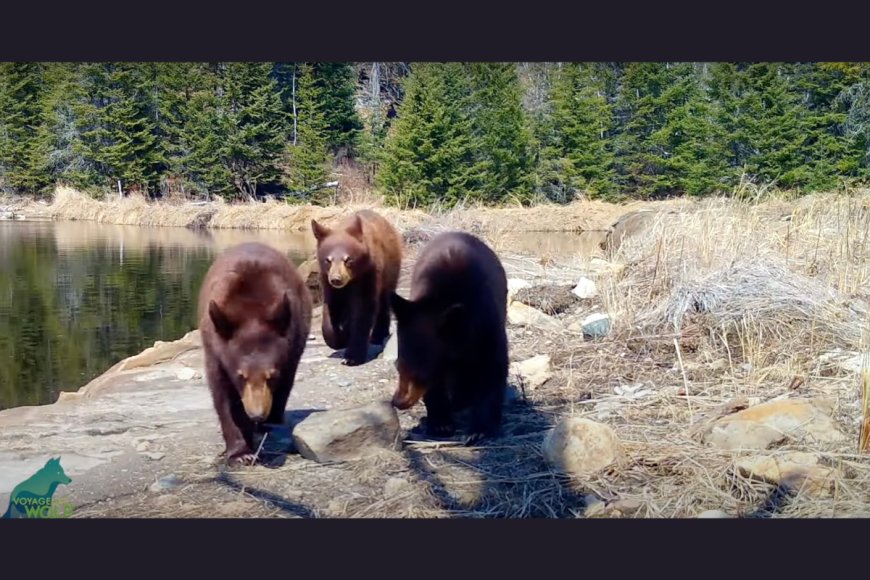 ‘They’re Prowling the Woods in Search of Technology to Destroy’: This Family of Bears Won’t Stop Smashing Trail Cameras