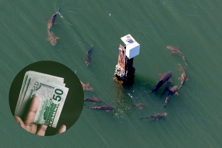 Reel in a Reward: Florida Officials Offering $50 for Catching a Cobia Fish