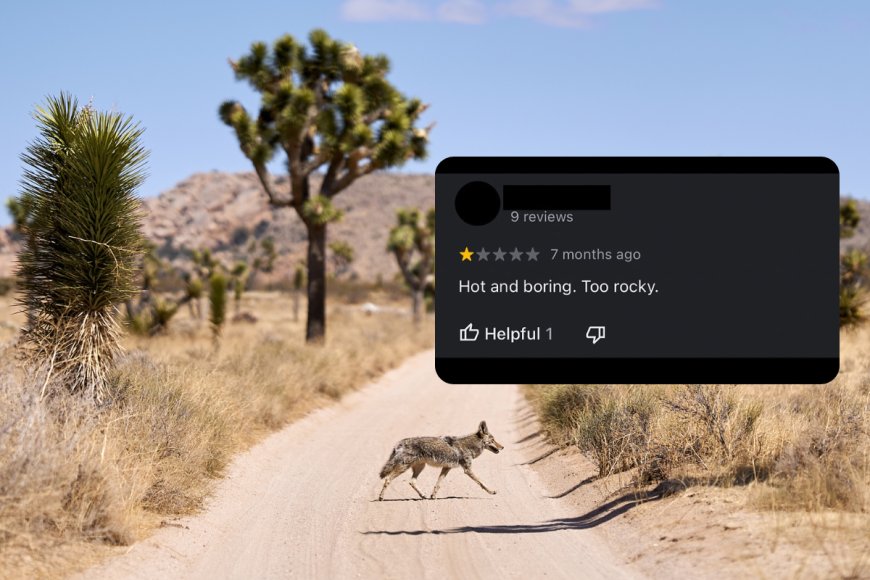 ‘Hot and boring. Too Rocky’: Joshua Tree National Park Responds to Bad Reviews With Hilarious Comments