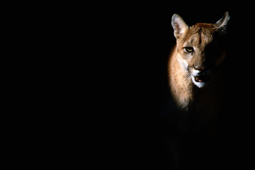 Well-Placed Trail Camera Captures Mountain Lion Moving Through the Night