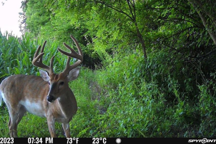 How to Set up a Trail Camera to Capture Wildlife Images and Video