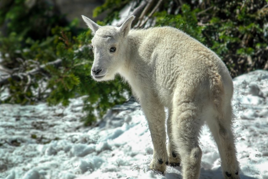 Watch This Adorable Baby Mountain Goat Get ‘Zoomies’ on a 14,000-Foot Mountain