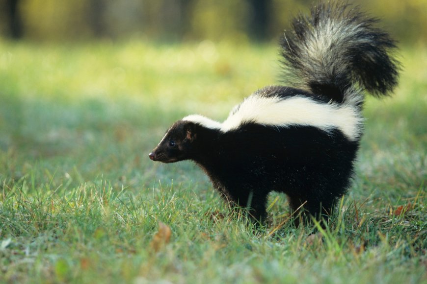 How Do You Get Rid of the Skunk Smell? Reddit Weighs In
