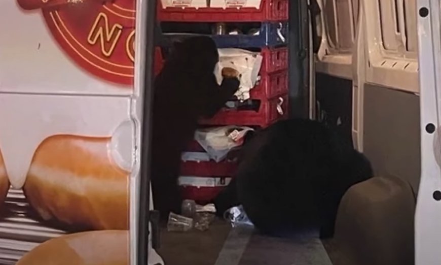 Family of Bears Raid a Krispy Kreme Truck