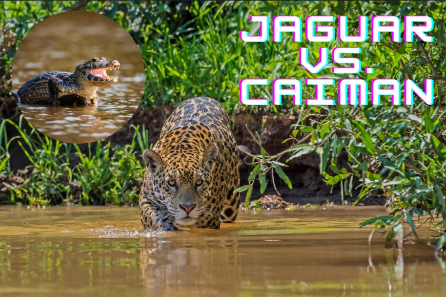 ‘One of the Best Moments Ever’: Epic Battle Between a Jaguar and Caiman Caught on Camera
