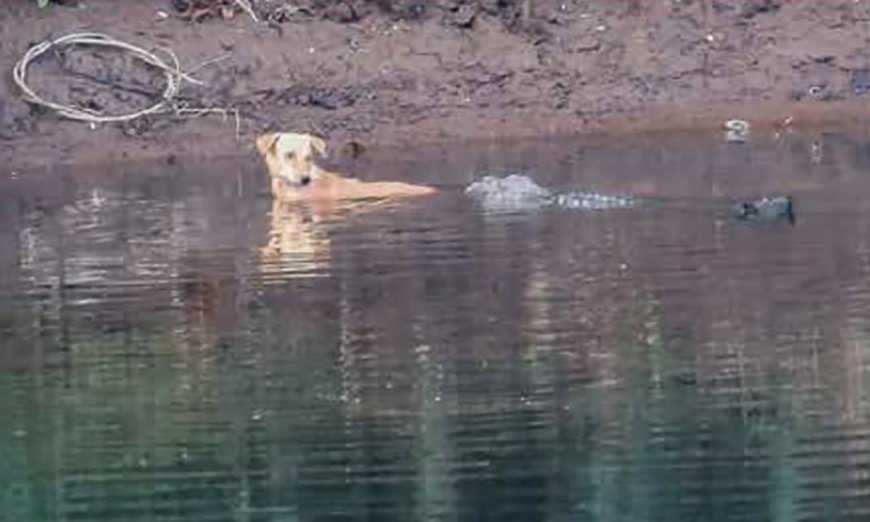 Did These Marsh Crocodiles Just Save a Stray Dog?