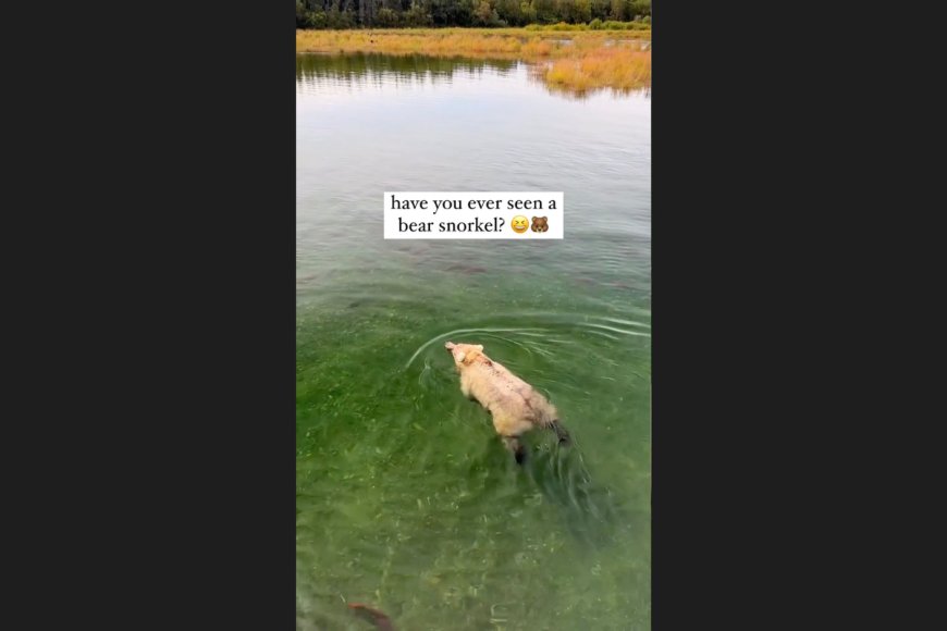 Watch As the World’s Most Relaxed Grizzly Bear Floats Down a River