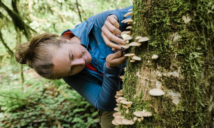 5 Survival Plants Every Forager Should Know