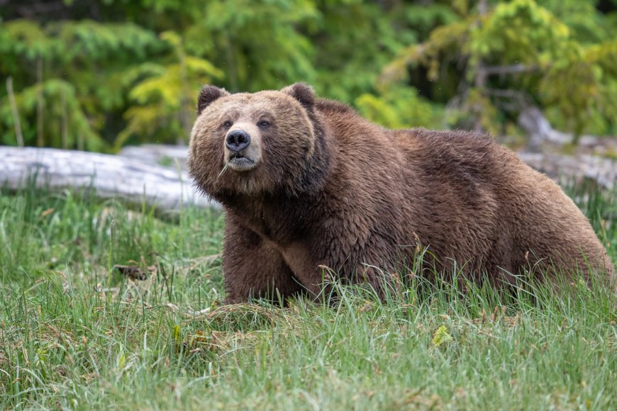 The Countdown to ‘Fat Bear Week’ is on: Here’s How You Can Vote, Participate, and Celebrate