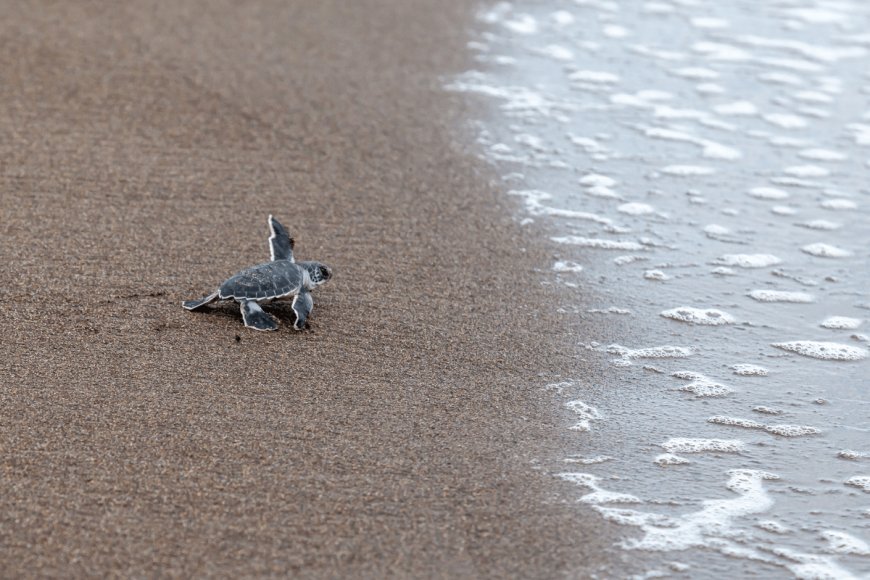 In a Win for Conservation, North Carolina Found a Record Number of Green Sea Turtle Nests