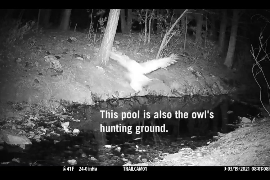 Video Captures Rare Species of Owl Dive Bombing Bats