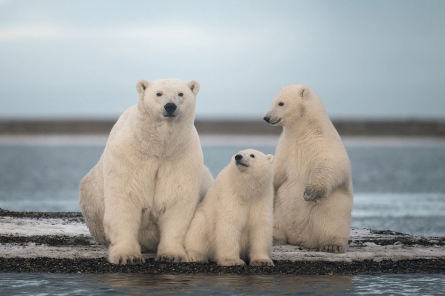 ‘Most Polar Bear Subpopulations Will Continue to Decline’: A Reassessment of Polar Bears Finds the Animal Is Still Threatened