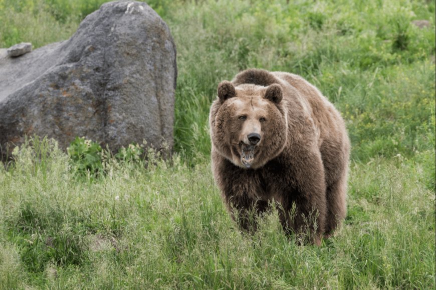 WATCH: This Animal Sends a Grizzly Bear Running out of Fear