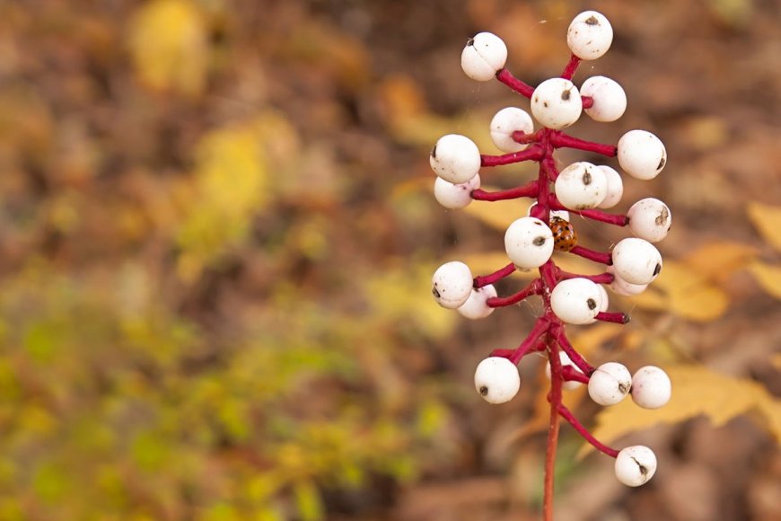 10 Dangerous Plants and Fungi to Avoid While Foraging