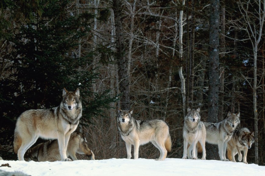 Are Wolves Villains? The Voyageurs Wolf Project Uses Science to Break Biases
