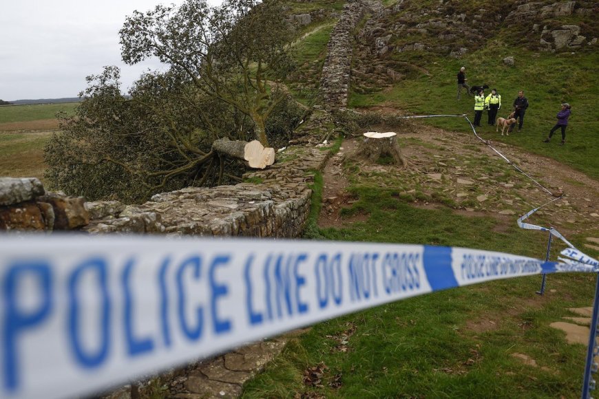 Historic Sycamore Gap Tree Cut Down, Teen Arrested