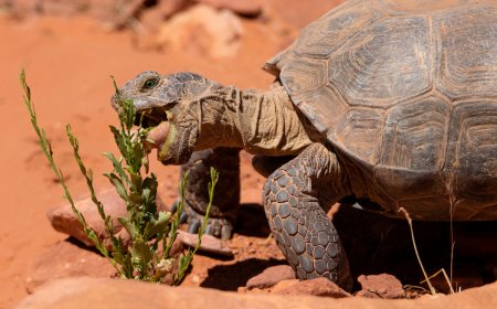 Help Celebrate One of America’s Most Unique Animals During Desert Tortoise Week