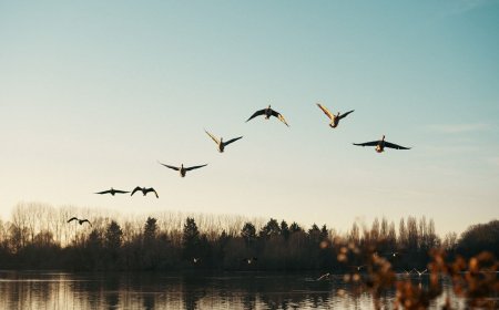 What Happens to Birds During Tropical Storms?