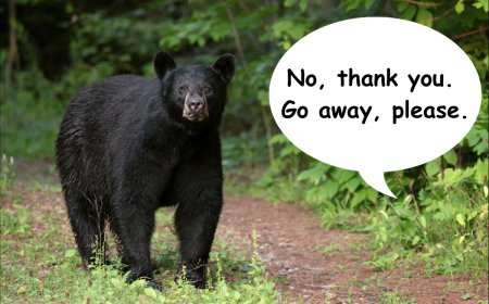 ‘Get Out of Here’: Some of the Best Wildlife Videos From Home Security Cameras