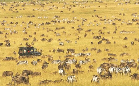 Do You Know the Big 5 and the Tiny 5 of Africa?