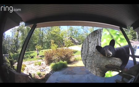 ‘It’s Hard to Tell Who the Incident Scared More’: Camera Captures Encounter Between a Homeowner and Black Bear Cub