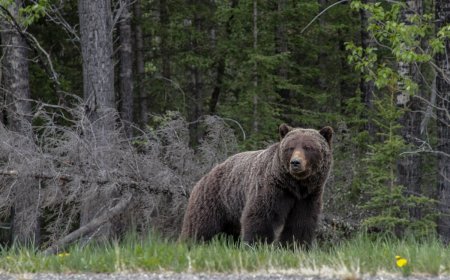 Deadly Grizzly Bear Attack in Banff National Park Leaves Two Dead