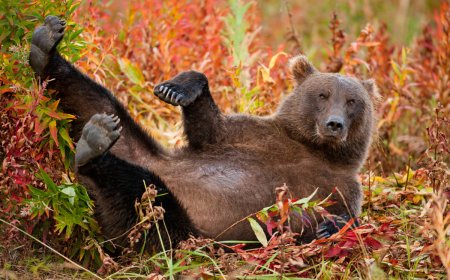 Fat Bear Week Kicks Off Today, Here Are The Bears You Can Vote For