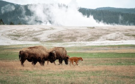 Viral Video Captures Six-Year-Old Boy at Yellowstone Who’s Fed up with Tourists’ Poor Choices