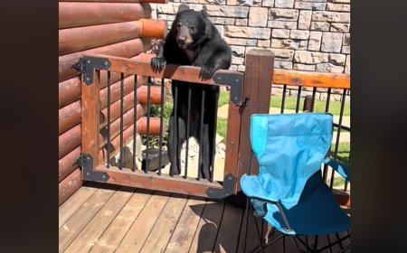 Black Bear Crashes Family Vacation