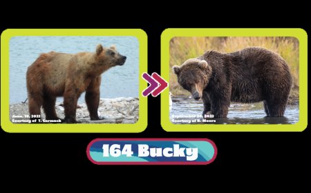 Fat Bear Week Day 2: New Competition Between Older Bears