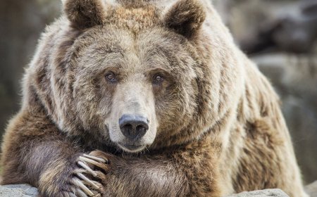 How and Why Do Fat Bears Get So Fat?