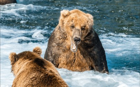 Fat Bear Week Day 3: Return of Otis