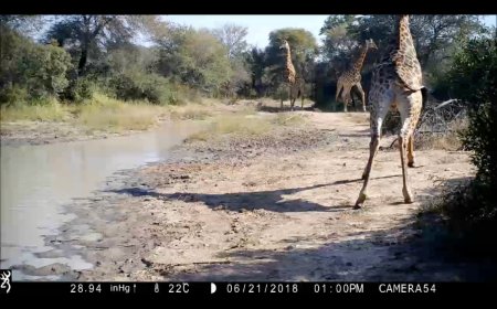 New Study Proves That Animals Are More Afraid of Humans Than They Are of Lions