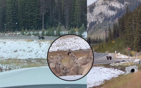 WATCH: Hikers Film Bear Chasing Bighorn Sheep from Parking Lot