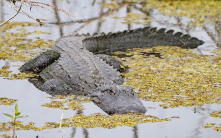 Later Gator: 6 Alligator Myths Busted by an Expert