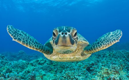 Sea Turtle Rescued from Freshwater Pond in a Florida Trailer Park