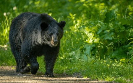 Colorado Wildlife Officials Euthanize Mother Bear That Repeatedly Charged at Two Boys