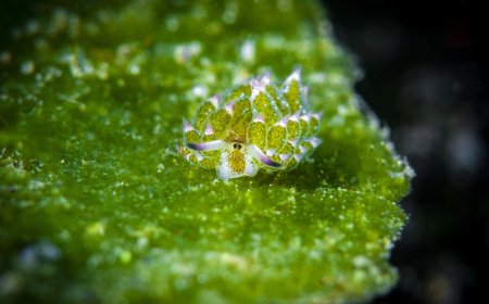 We Found the Cutest Thing on the Internet, and It’s a ‘Leaf Sheep’ Sea Slug