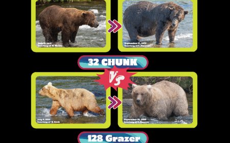 The Final Fat Bear Week Matchup is Here