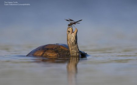 Check out the Finalists for the 2023 Comedy Wildlife Photo Awards