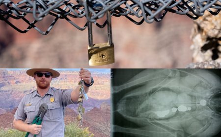 ‘Love is Strong, But it is Not as Strong as Our Bolt Cutters’: Grand Canyon Park Rangers