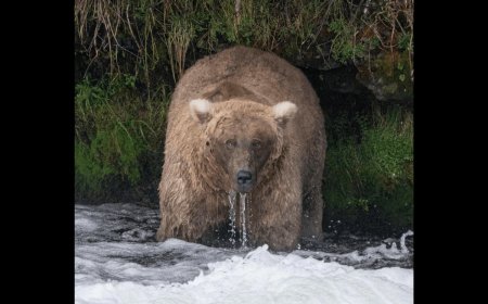 Grazer is Named the 2023 Fat Bear Week Champion