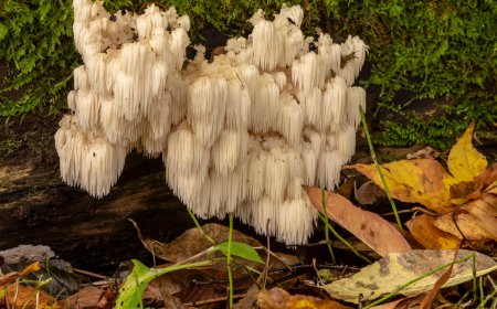 4 Incredible National Parks for Mushroom Foraging