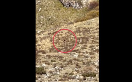 Watch: The Latest Bigfoot Video Comes From Rural Colorado