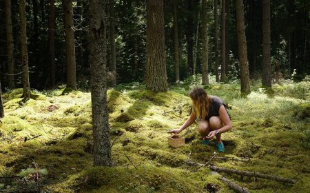Science Behind Foraging: Why Gathering Plants Is Good for Your Body and Soul